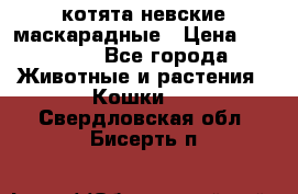 котята невские маскарадные › Цена ­ 18 000 - Все города Животные и растения » Кошки   . Свердловская обл.,Бисерть п.